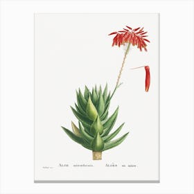 Aloe Mitroeformis From Histoire Des Plantes Grasses, Pierre Joseph Redouté Canvas Print