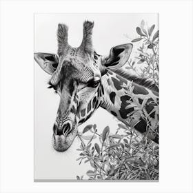 Giraffe In The Leaves Pencil Drawing 1 Canvas Print
