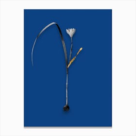 Vintage Cape Tulip Black and White Gold Leaf Floral Art on Midnight Blue n.0663 Canvas Print