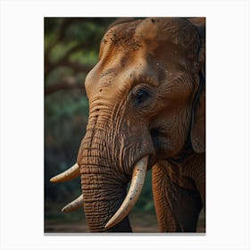 Elephant With Tusks Canvas Print