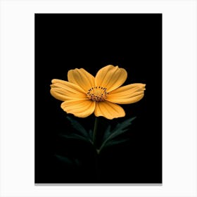 Yellow Cosmos Flower 4 Canvas Print