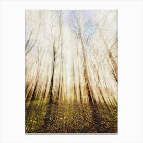 Autumn Forest Canvas Print