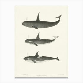Orca Or Killer Whale, Charles Melville Scammon Canvas Print
