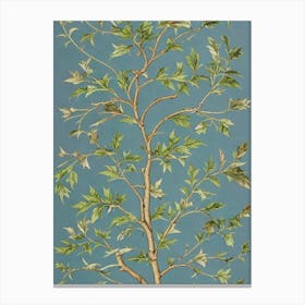 Sweetgum tree Vintage Botanical Canvas Print