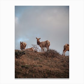 Hilltop Elk Herd Canvas Print