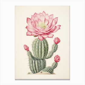 Vintage Cactus Illustration Acanthocalycium Cactus 3 Canvas Print