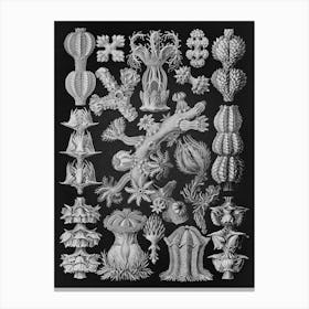 Vintage Haeckel 13 Tafel 39 Rindenkorallen Canvas Print