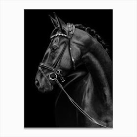 Black Horse Canvas Print