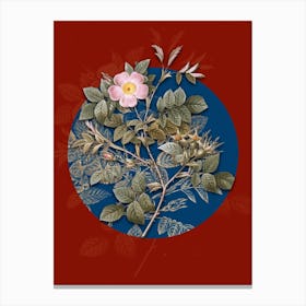 Vintage Botanical Malmedy Rose on Circle Blue on Red n.0096 Canvas Print