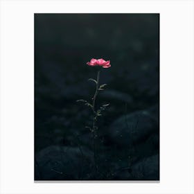 Dark Rose 174 Canvas Print