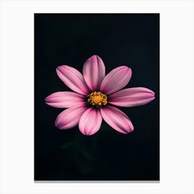 Pink Flower On Black Background 4 Canvas Print