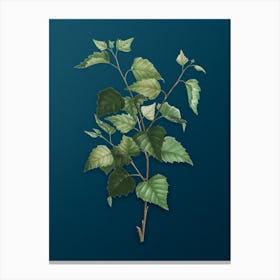 Vintage Silver Birch Botanical Art on Teal Blue n.0397 Canvas Print