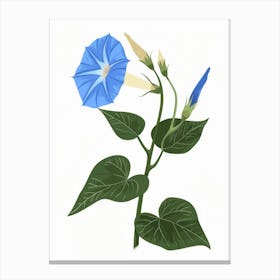 Morning Glory 3 Canvas Print