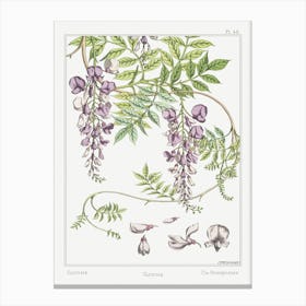 Glycine From The Plant And Its Ornamental Applications (1896), Maurice Pillard Verneuil Canvas Print