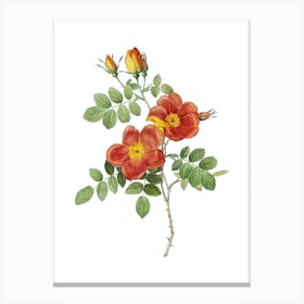 Vintage Austrian Briar Rose Botanical Illustration on Pure White n.0233 Canvas Print