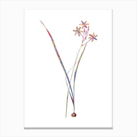 Stained Glass Ixia Longiflora Mosaic Botanical Illustration on White n.0347 Canvas Print