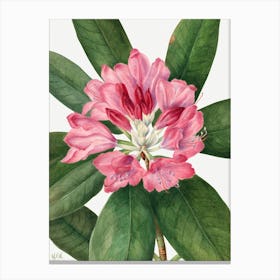 Vintage Botanical Mary Vaux Walcott _2732414 Canvas Print