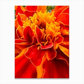 Margold Flower Close-Up Canvas Print