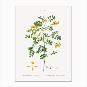 Scorpion Senna, Pierre Joseph Redoute Canvas Print