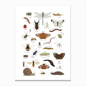 Minibeasts In White Canvas Print