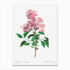 Chinese Lilac, Pierre Joseph Redouté Canvas Print