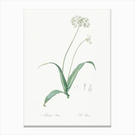Spring Garlic Illustration From Les Liliacées (1805), Pierre Joseph Redoute Canvas Print