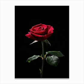 Red Rose On Black Background 55 Canvas Print