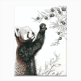Red Panda Standing And Reaching For Berries Ink Illustration 3 Canvas Print