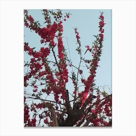 Rhododendrons 2 By Binod Dawadi Canvas Print