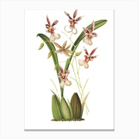 Orchids 5 Canvas Print