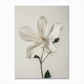 White Clematis Flower Canvas Print