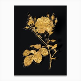 Vintage Pink Cumberland Rose Botanical in Gold on Black n.0483 Canvas Print