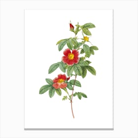 Vintage Single May Rose Botanical Illustration on Pure White n.0561 Canvas Print