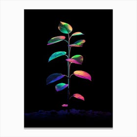 Rainbow Plant 19 Canvas Print