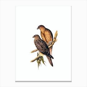 Vintage Whistling Kite Bird Illustration on Pure White n.0043 Canvas Print
