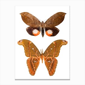 Two Butterflies 3 Canvas Print