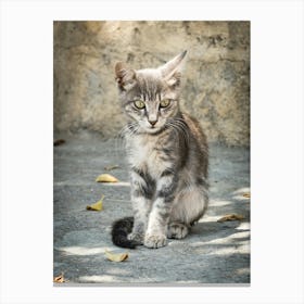 Little Greek Kitten 1 of 3 // Cat - Animal  Photography Canvas Print