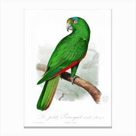 The Black Billed Amazon 1 Canvas Print