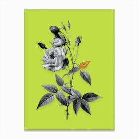 Vintage Common Rose of India Black and White Gold Leaf Floral Art on Chartreuse n.0906 Canvas Print