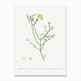 Mesembryanthemum Geniculiflorum, Pierre Joseph Redoute Canvas Print