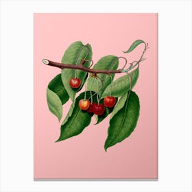 Vintage Cherry Botanical on Soft Pink n.0179 Canvas Print