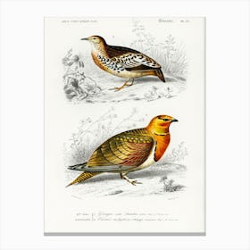 Different Types Of Birds, Charles Dessalines D'Orbigny 8 Canvas Print