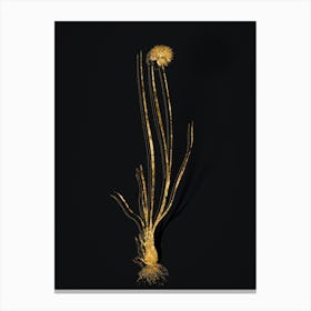 Vintage Allium Foliosum Botanical in Gold on Black n.0394 Canvas Print