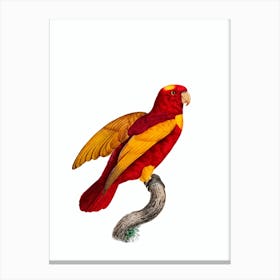 Vintage Red And Gold Lory Bird Illustration on Pure White Canvas Print