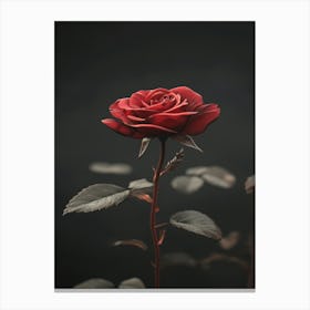 Dark Rose 36 Canvas Print