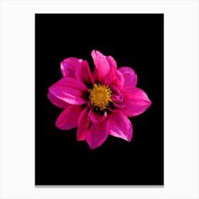 Dahlia Flower 5 Canvas Print