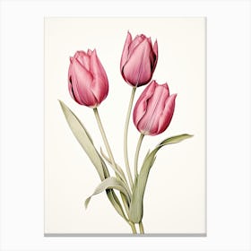 Tulips Flower Vintage Botanical 3 Canvas Print