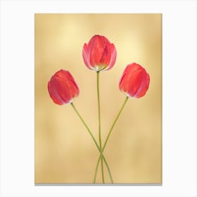 Three Red Tulips Canvas Print