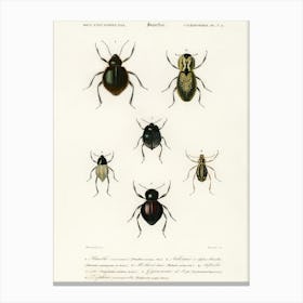 Different Types Of Beetles, Charles Dessalines D'Orbigny 8 Canvas Print