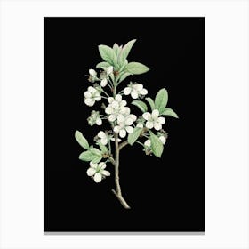 Vintage White Plum Flower Botanical Illustration on Solid Black n.0100 Canvas Print